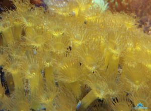 morske-akvarium-parazoanthus--990-__29